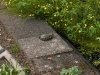 Frosch